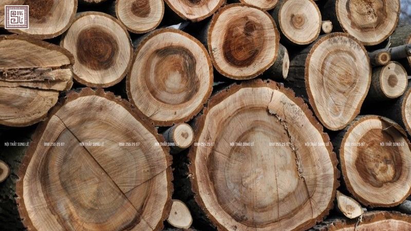 Lựa chọn gỗ óc chó chuẩn đảm bảo thi công nội thất